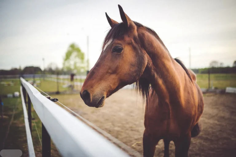 Ultimate Guide to the Best Horse Racing Betting Sites